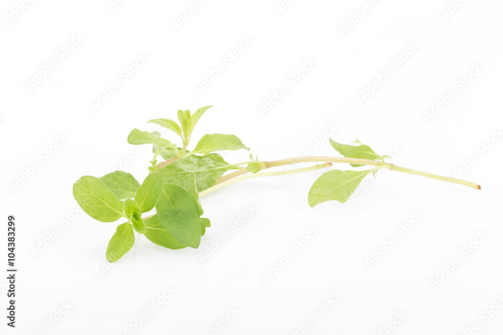 fresh Oregano herb on white background