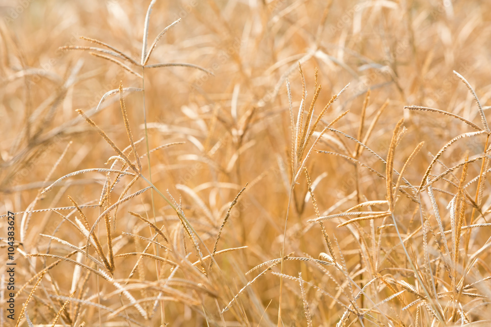 Fototapeta premium Backlit grass flower field