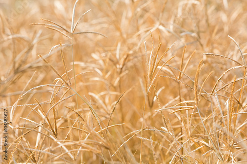 Backlit grass flower field