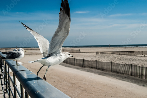 A seagull takes flight