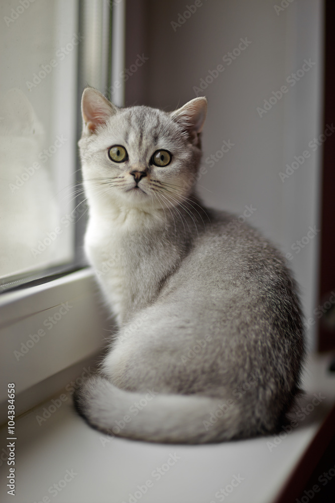 Gray British Shorthair on the windowsill.