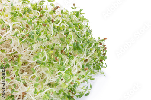Sprouted alfalfa seeds on a white background