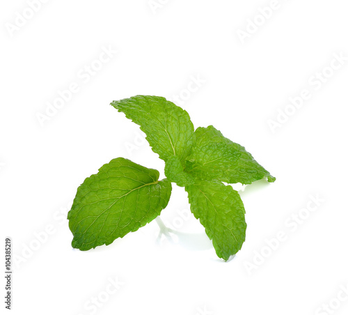 mint leaves  on white background