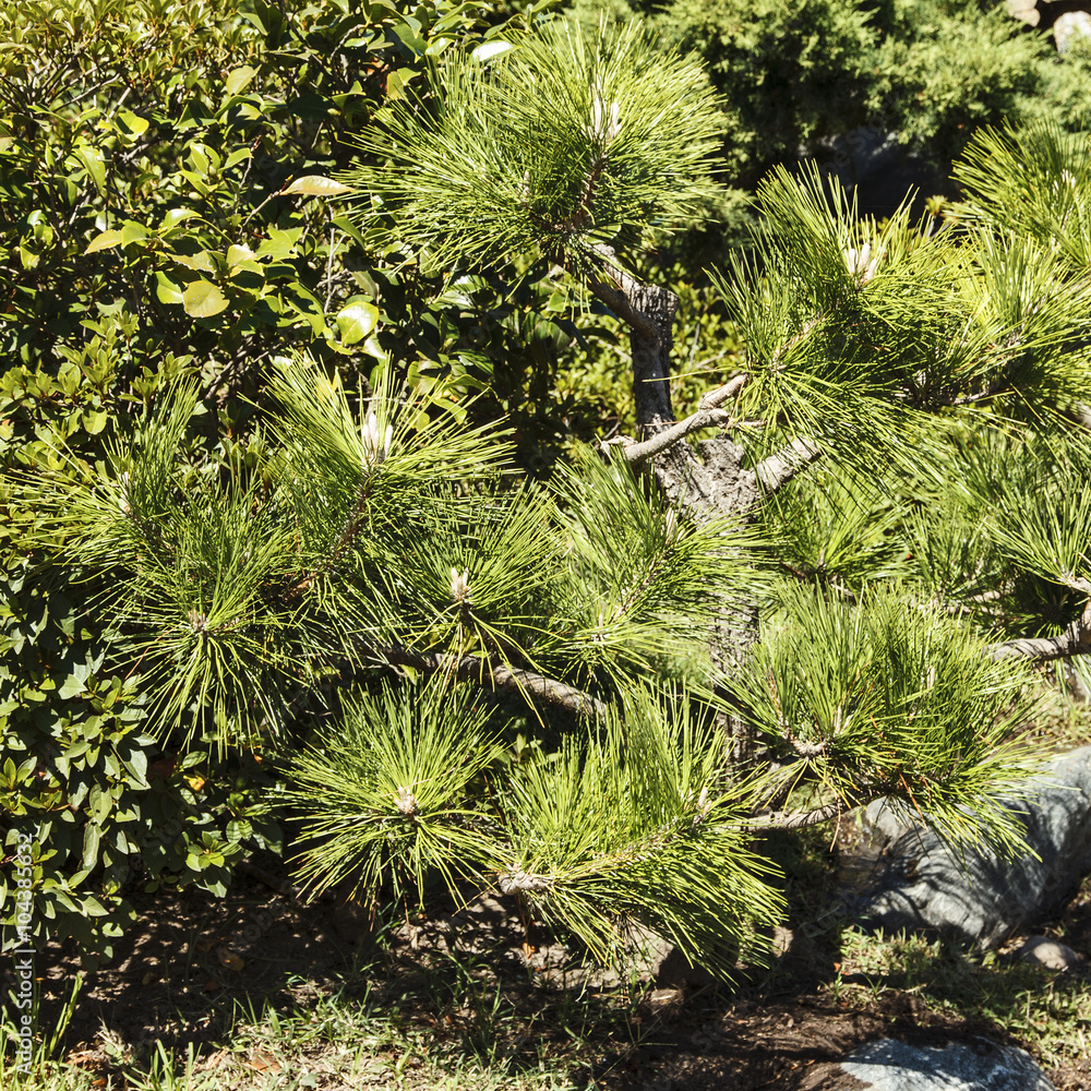 Small pine bonsai. Japanese garden. Small pine bonsai. Japanese garden.