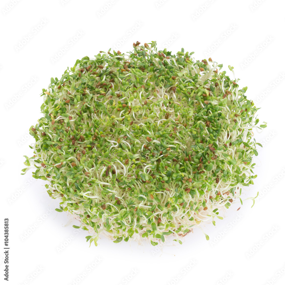 Sprouted alfalfa seeds on a white background Sprouted alfalfa seeds on a white background