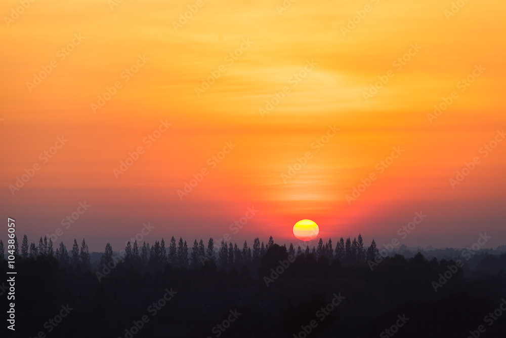 Sunrise at countryside with silhouette pine tree in the forest.