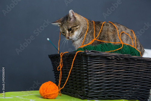 фотографія cat in a basket with balls of yarn