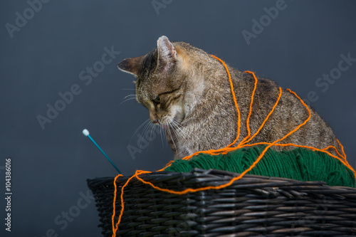 Quadro em tela cat  in a basket with balls of yarn