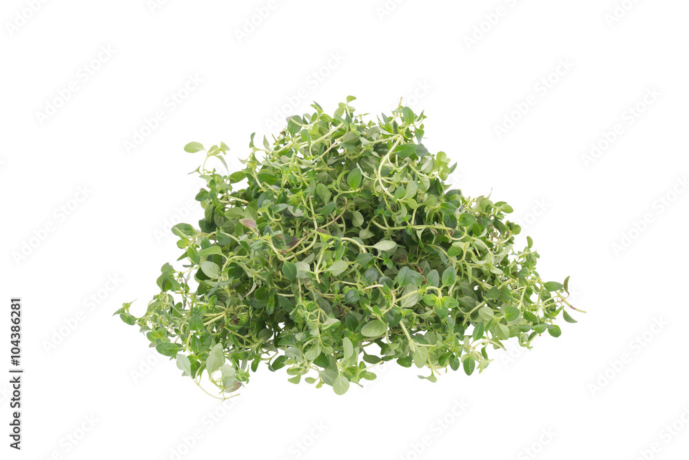thyme plant on white background thyme plant on white background
