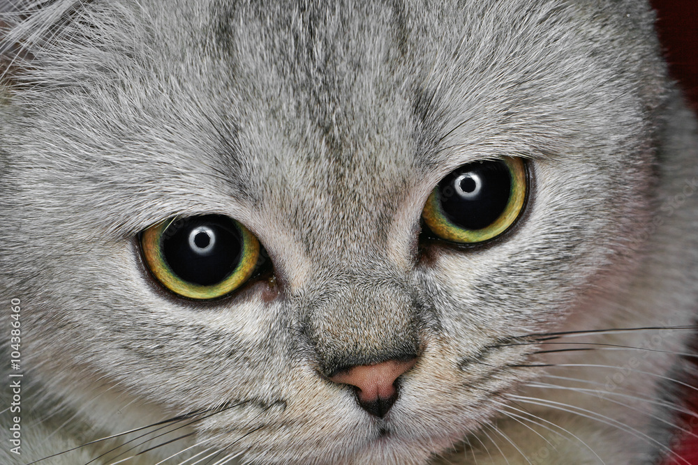 Close-Up of Gray British Shorthair. Sad eyes.