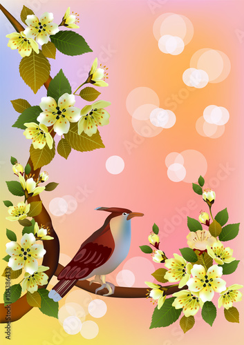 Sakura   bird . postcard .