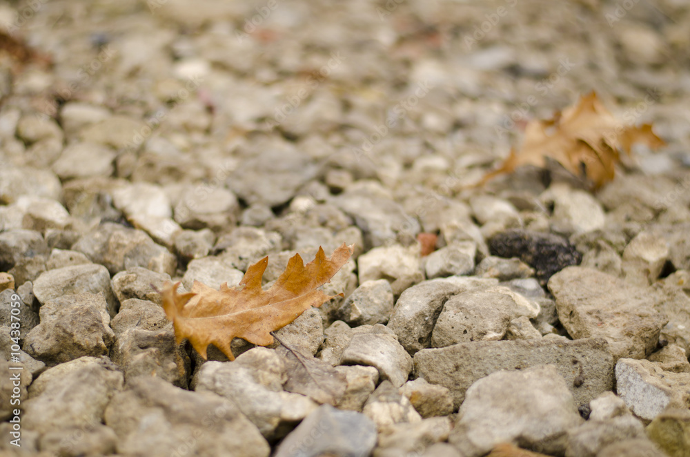Fototapeta premium Two diagonal autumn leaves
