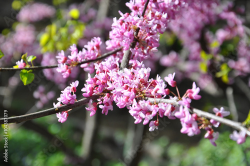 Beautiful spring blossom 