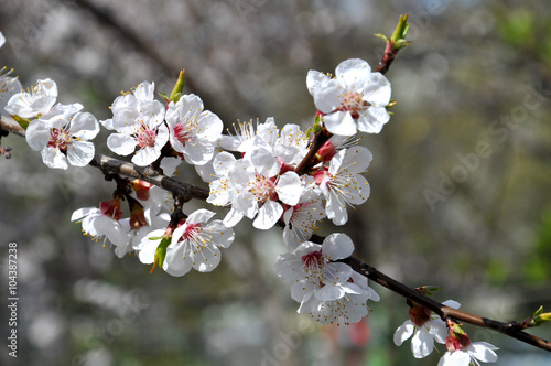 Beautiful spring blossom 