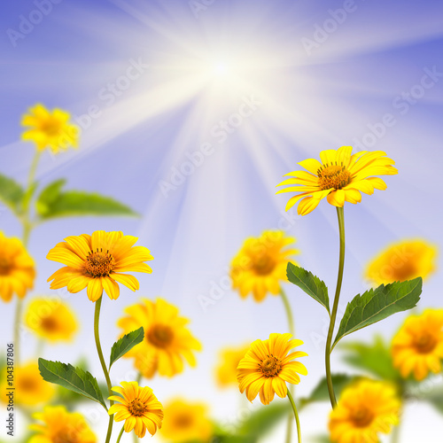 Yellow daisy background
