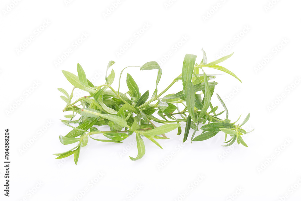 Tarragon herbs close up isolated on white Tarragon herbs close up isolated on white