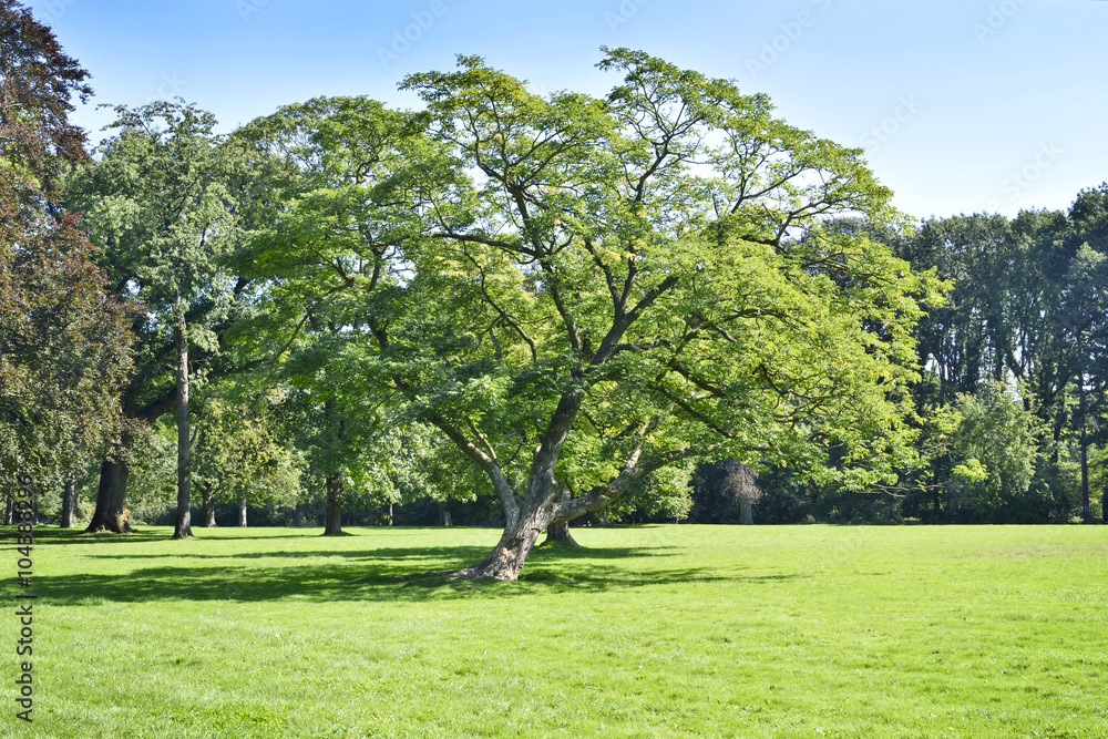 Fototapeta premium Park with green meadow and forest. Green meadow and blue sky. Summer scene.