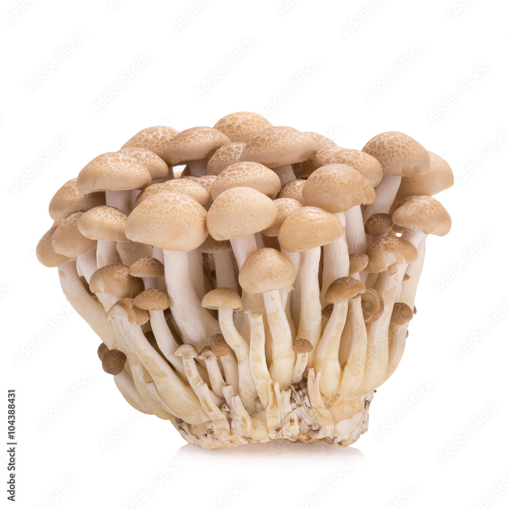 shimeji mushrooms brown varieties on white background shimeji mushrooms brown varieties on white background