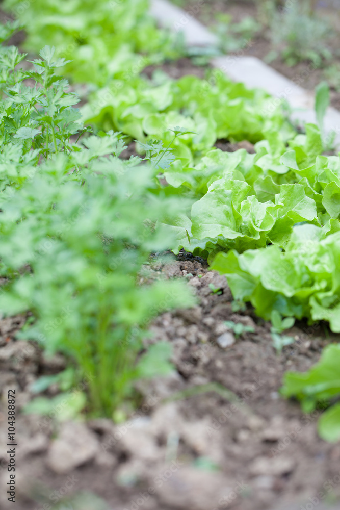 Obraz premium Lettuce in garden bed