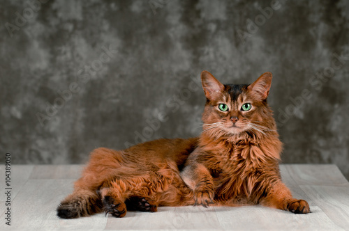 Somali cat portrait