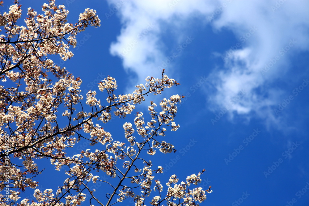 春が来た　鵜戸の山桜