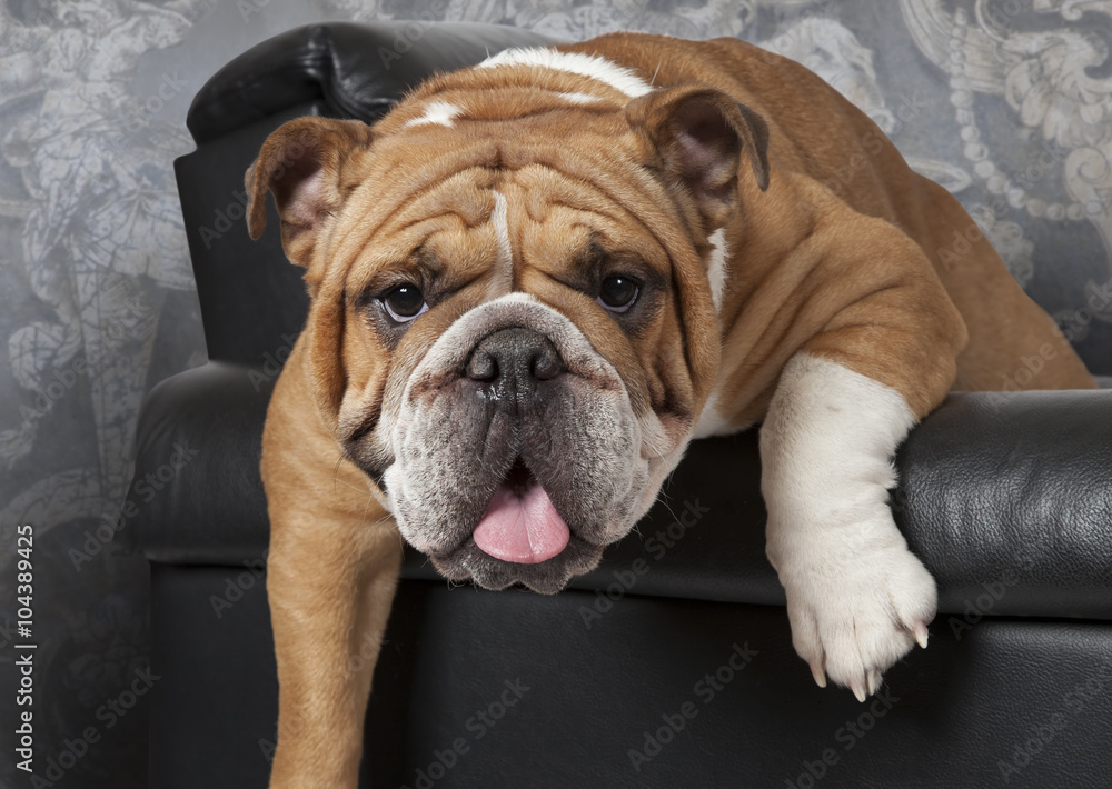 English Bulldog sitting in a black leather chair