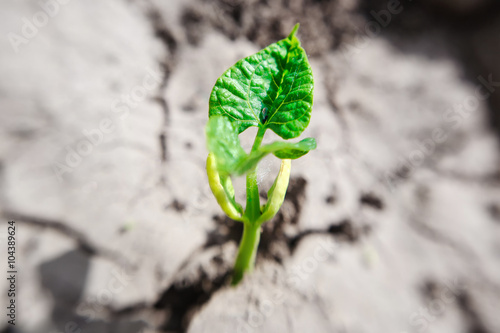 Tableau sur toile Macro of bean germ  with first leaves over soil background