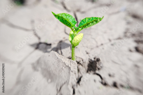 Fotografija Macro of bean germ  with first leaves over soil background