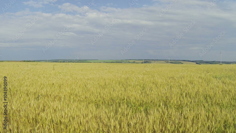 Camera flying over a wheat field. HD.