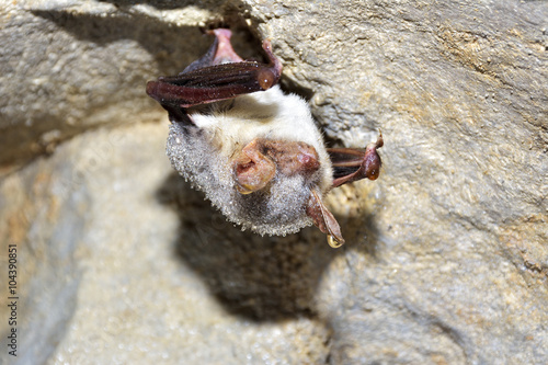 Greater horseshoe bat( Rhinolophus ferrumequinum)