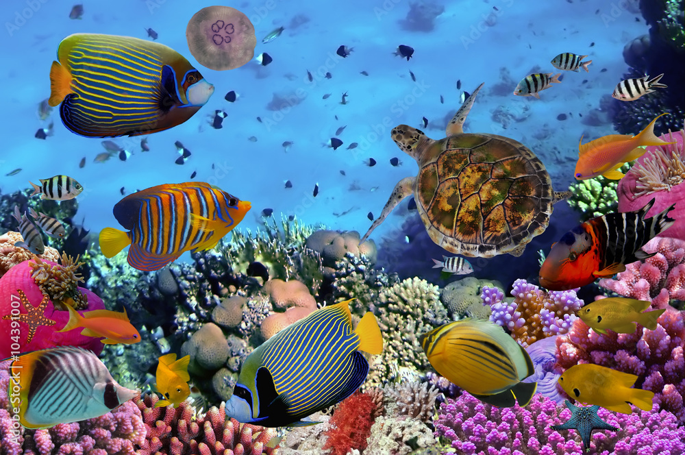 Obraz kolorowa rafa koralowa z wieloma rybami