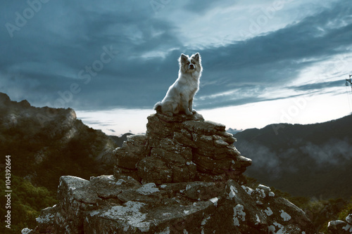 Dog sits on a rock in the mountains