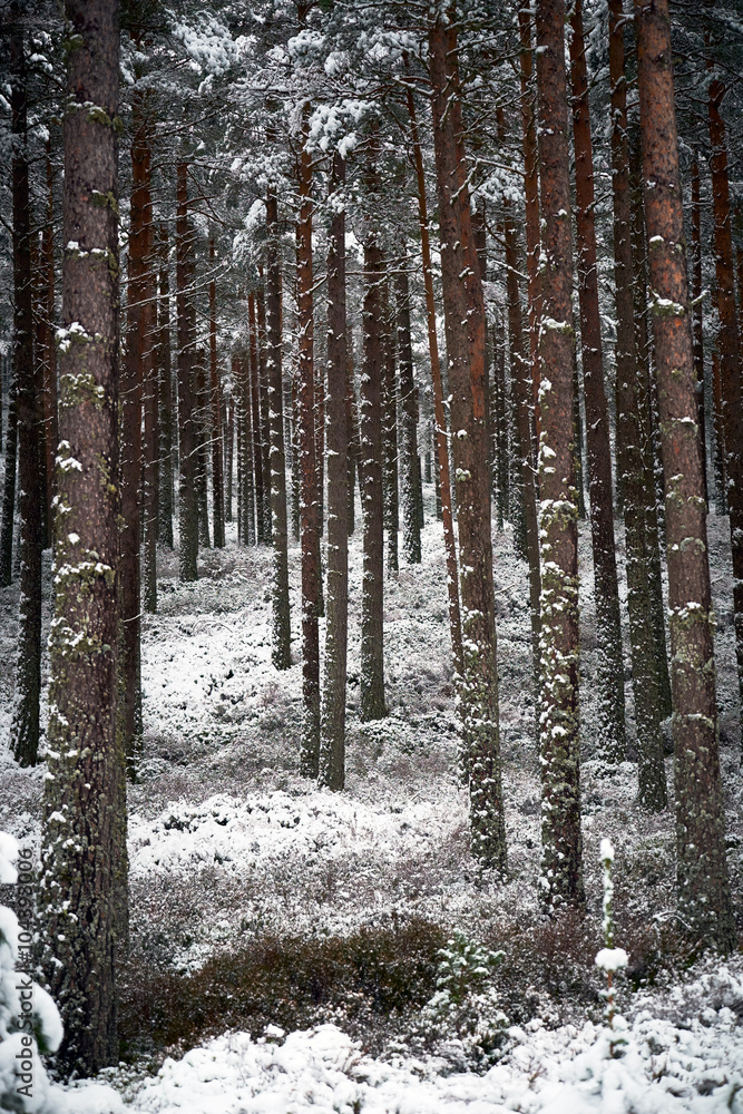 Fototapeta premium Cairngorms, Scottish Highlands