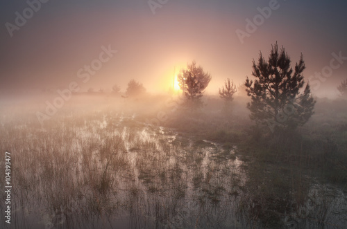 foggy sunrise on wild moor photo