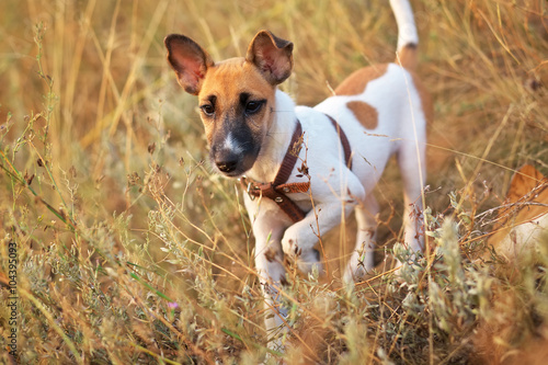 Young smooth fox terrier dog in the field, to spy territory