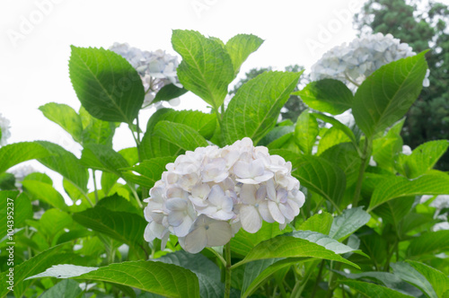 White hydrangea flowers growing in the garden, floral background.  photo