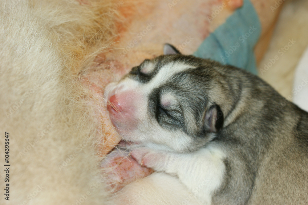 Neu geborener Siberian Husky Welpe Neu geborener Siberian Husky Welpe