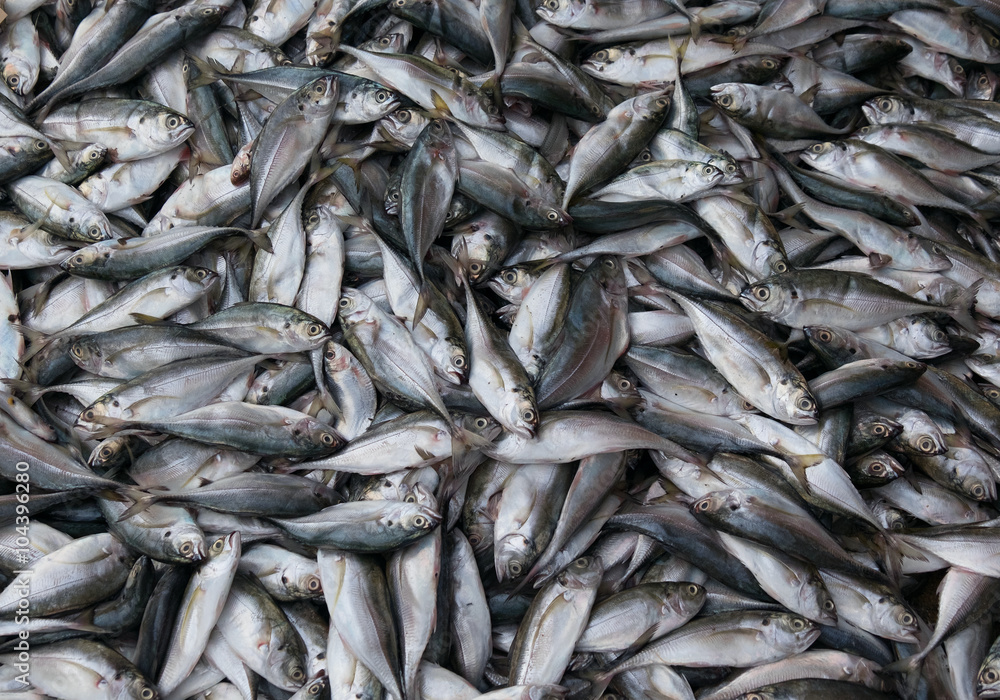Fresh fish Fresh fish