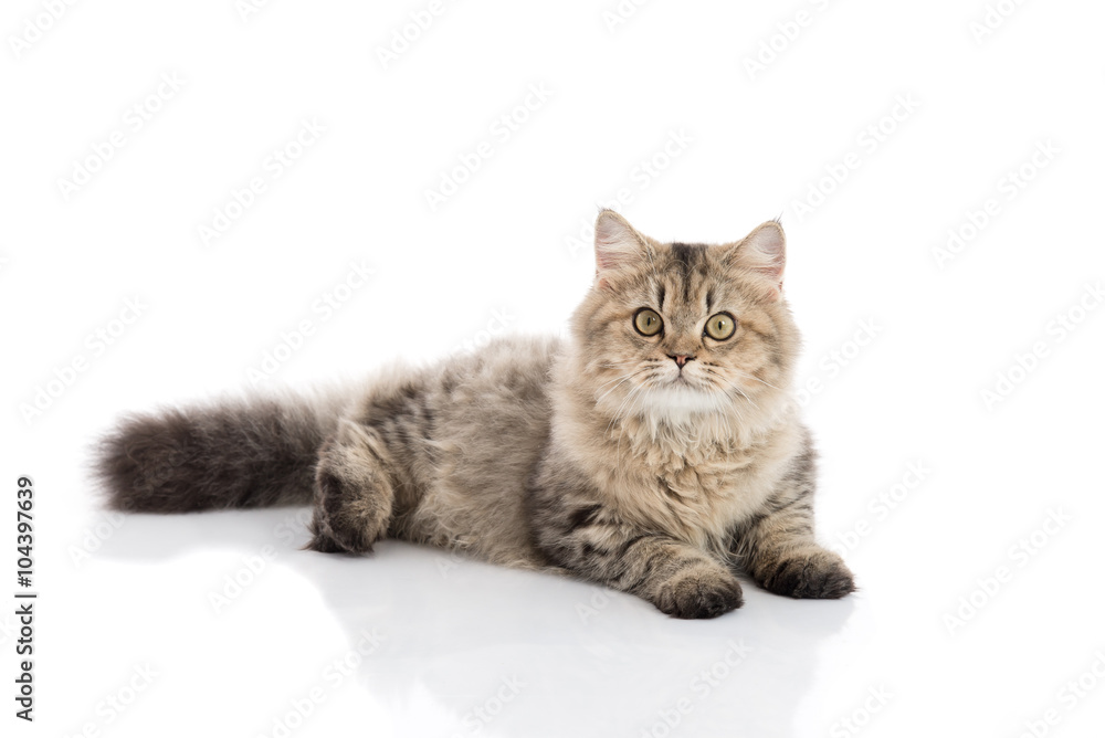 cat lying and looking on white background,isolated