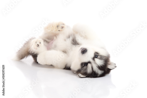 Fototapeta Naklejka Na Ścianę i Meble -  siberian husky puppy lying on white background isolated