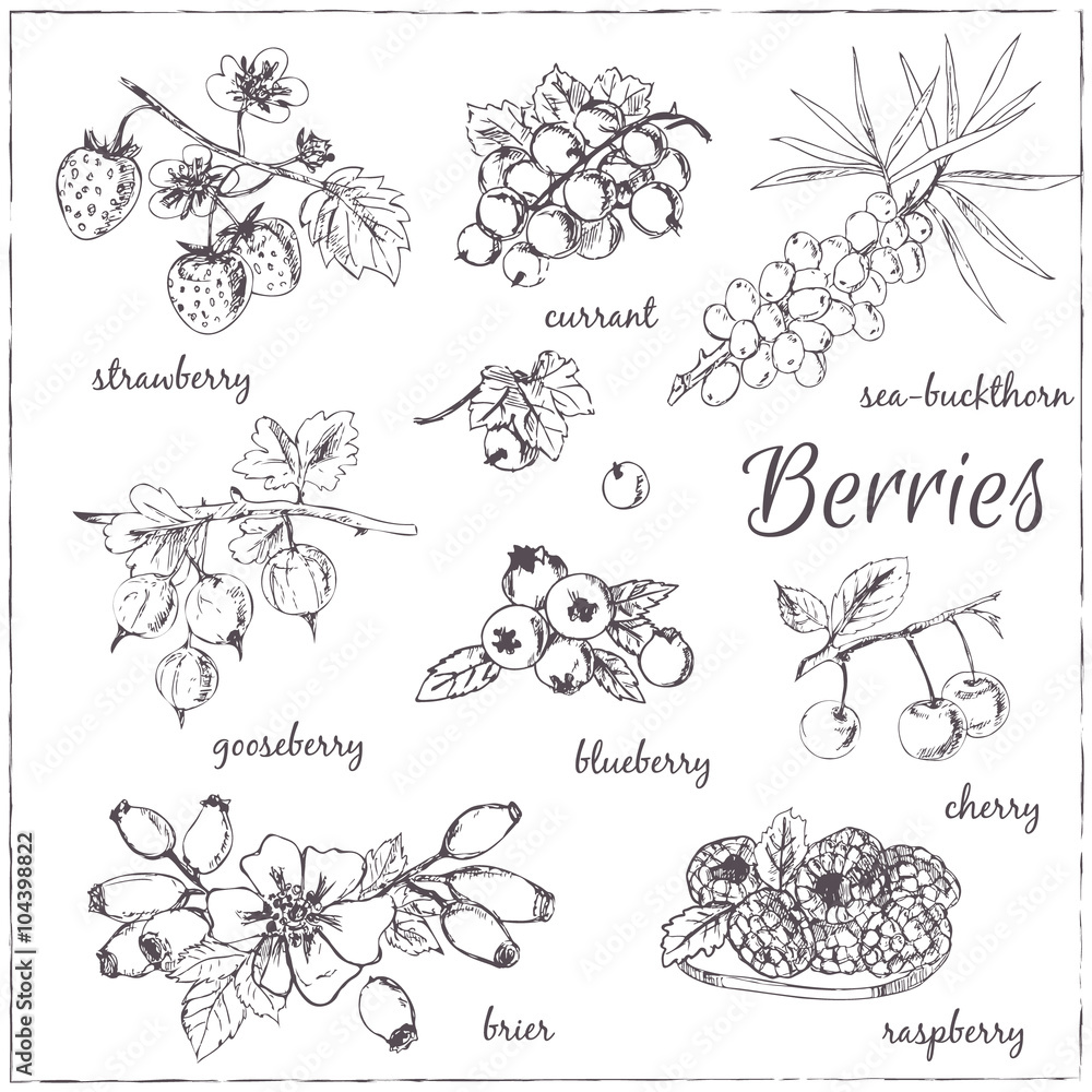 Vector illustration of berries for design menus, recipes and pac Vector illustration of berries for design menus, recipes and pac