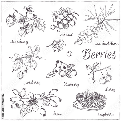 Vector illustration of berries for design menus, recipes and pac
