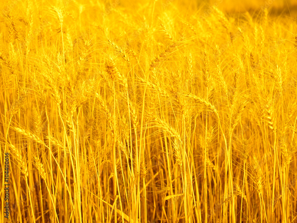 golden ears of wheat in the countryside field