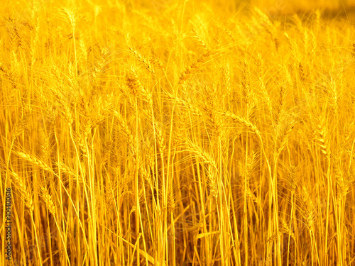 golden ears of wheat in the countryside field