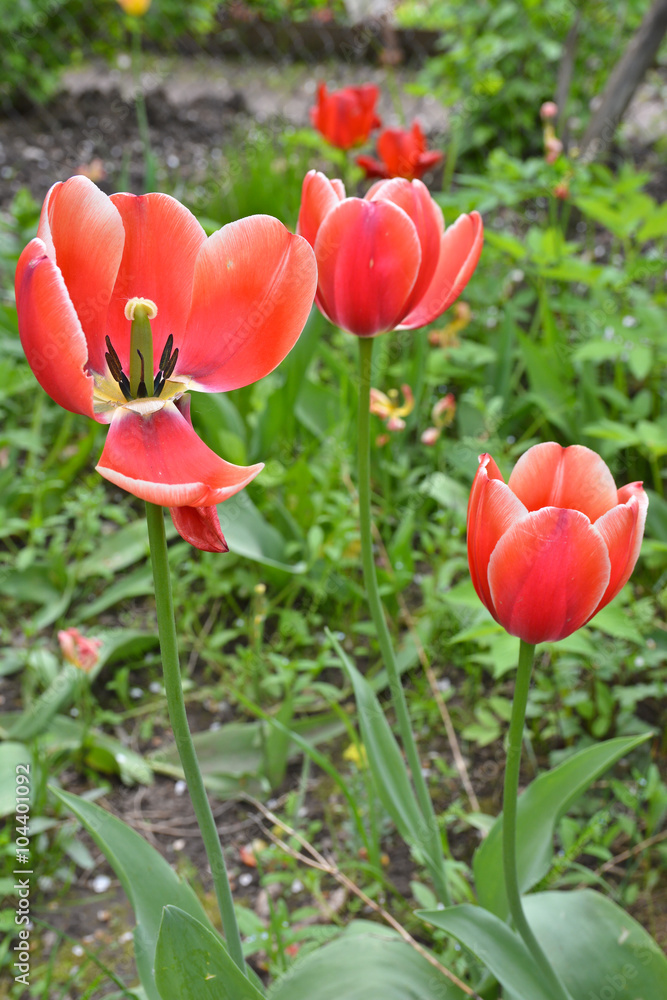 Tulips. Tulips.