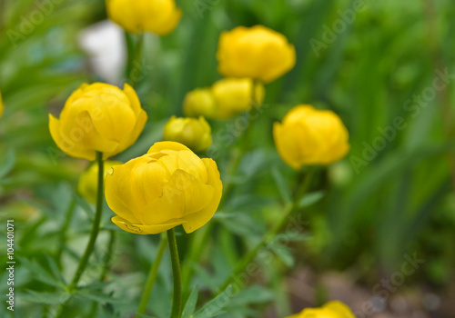Trollius.