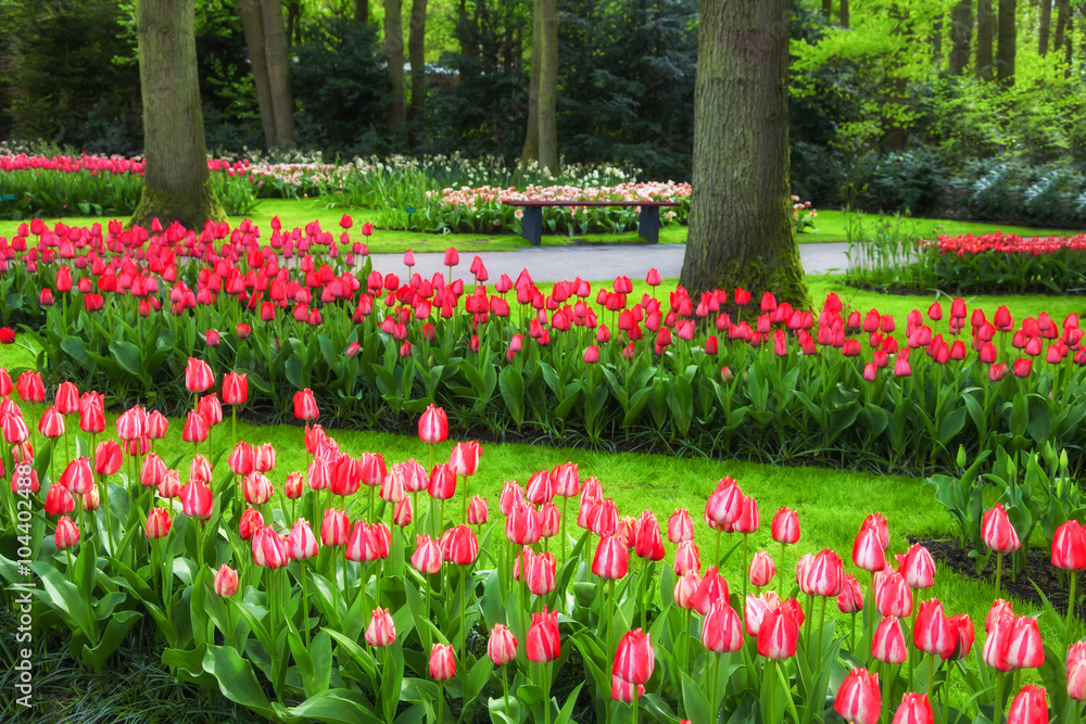 Red Tulips in Spring Garden Keukenhof