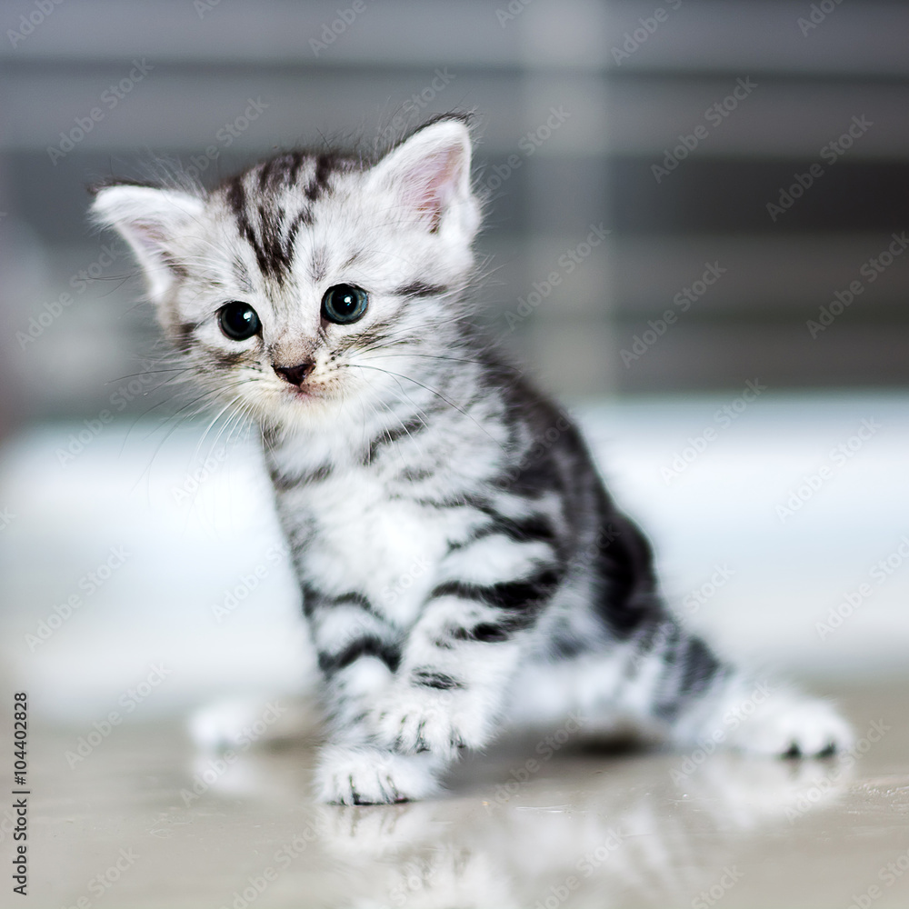 Naklejka premium Cute American shorthair cat kitten