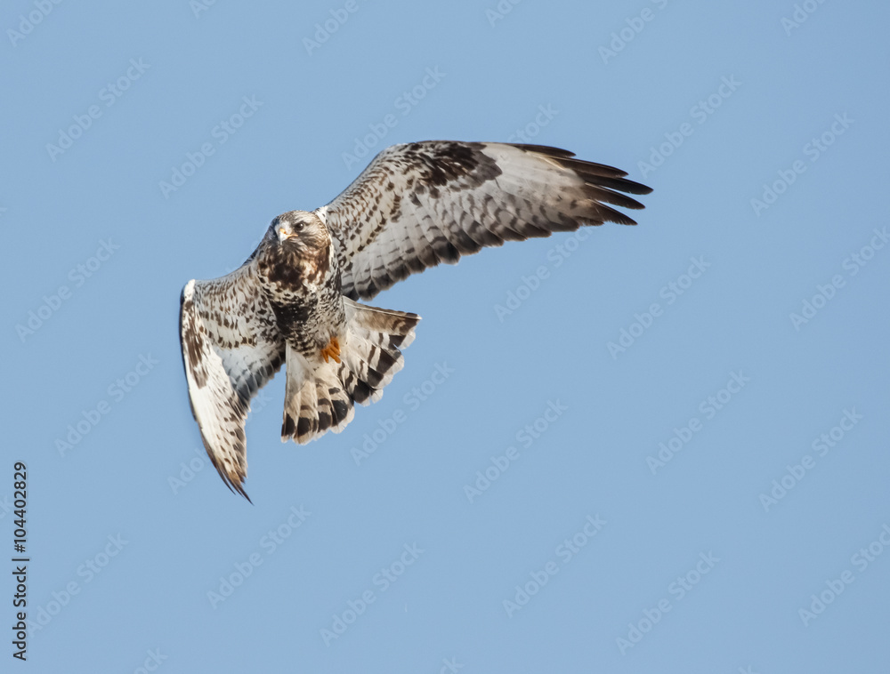 Fototapeta premium Rough-legged buzzard (Buteo lagopus) flying in the sky.