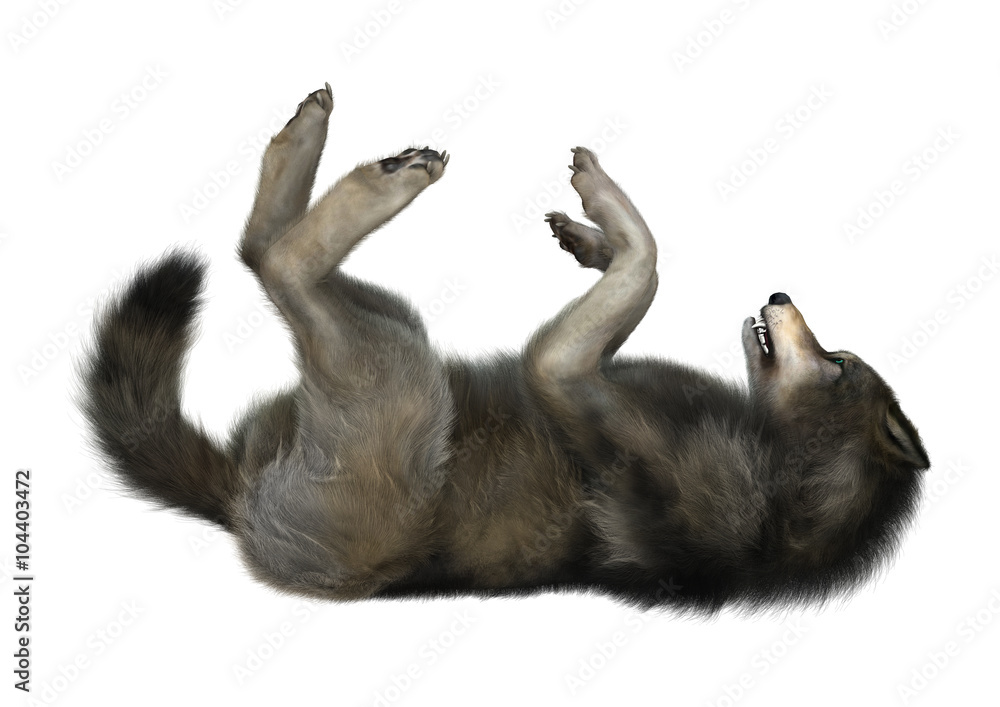 Obraz premium Wild Wolf on White